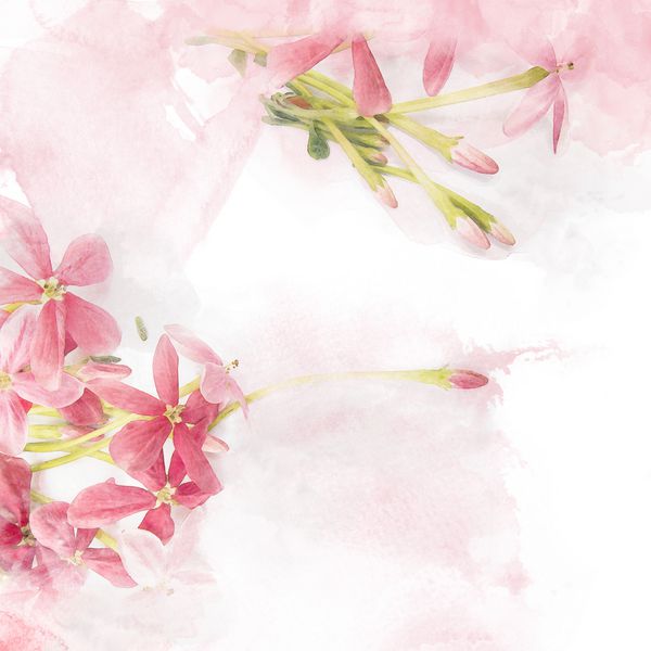 تصویر گل صورتی شکوفه رنجون ریز ریز نقاشی آبرنگ رتوچو