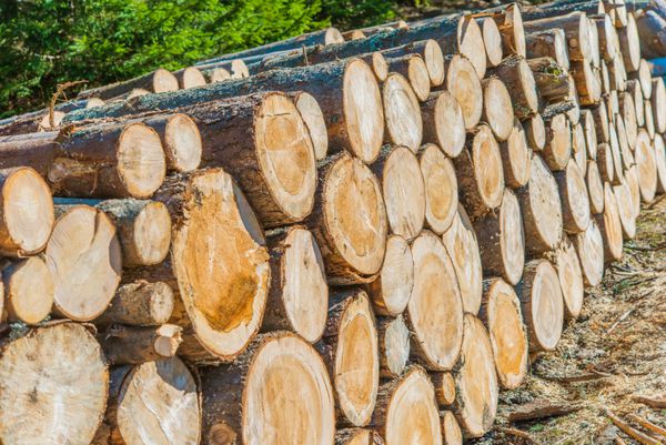 ورود صنعت چوب
