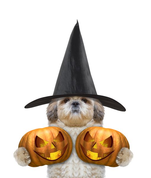 سگ ناز در صحنه با دو کدو تنبل هالووین