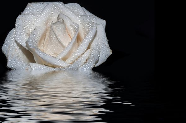 انعکاس آب سفید گل رز