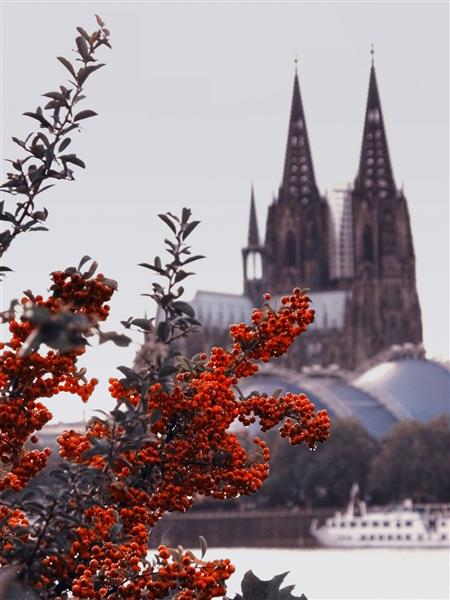 نما درخت با شاخه های برگ قرمز با پس زمینه کلیسا در آلمان