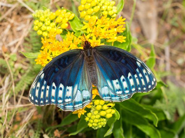نمای بالا از پروانه آبی کمیاب نشسته بر روی گل