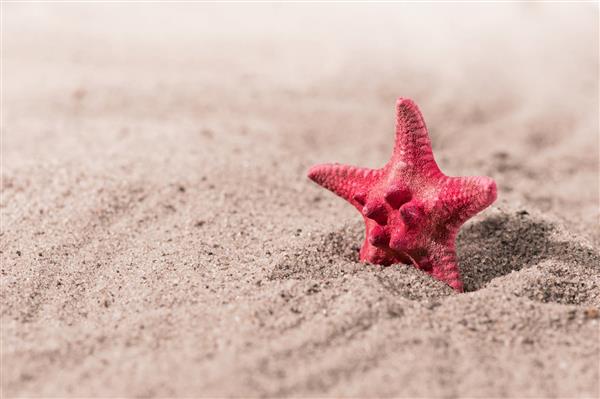 ستاره دریای قرمز ایستاده در ماسه ها کنار ساحل دریا