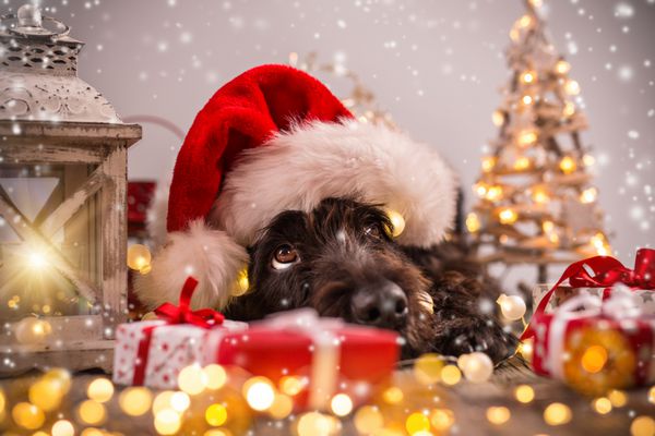 سگ سیاه در کلاه سانتا