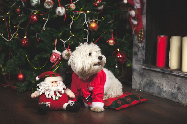 توله سگ ناز سفید در لباس سانتا