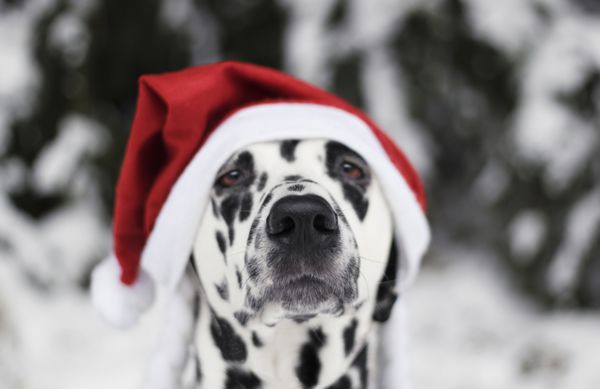 سگ در کلاه بابا نوئل در جنگل