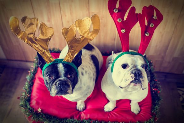 سگ ها برای کریسمس لباس می پوشند