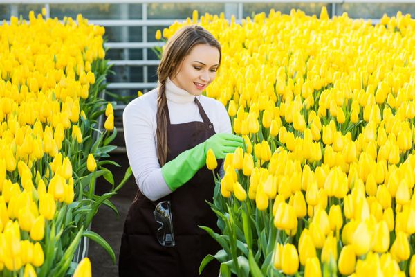 گلدار گلدار زن در دستکش های محافظ پوشانده می شود در مورد کاشت با لاله های زرد مراقبت می کند در حالیکه در گلخانه ایستاده است