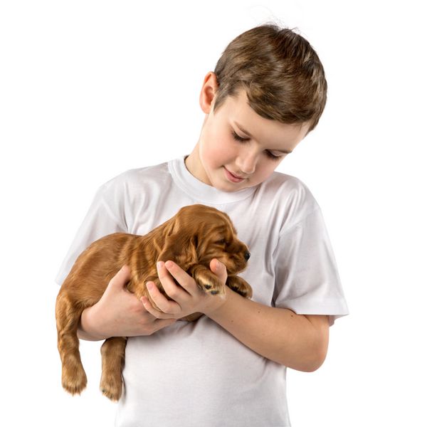 پسر با توله سگ قرمز جدا شده بر روی زمینه سفید بچه دوست داشتنی حیوانات خانگی