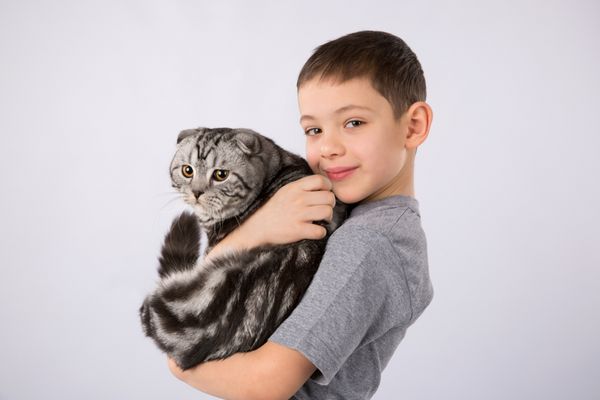 پسر با گربه اسکاتلندی Fold جدا شده در پس زمینه خاکستری بچه دوست داشتنی حیوانات خانگی