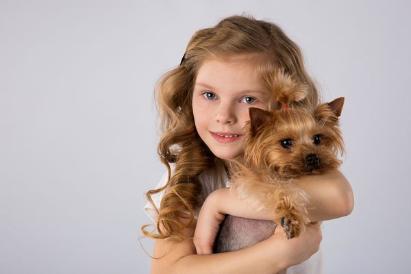 دختر کوچک با سگ تریر یورکشایر جدا شده در پس زمینه خاکستری دوستدار حیوانات خانگی حیوانات خانگی