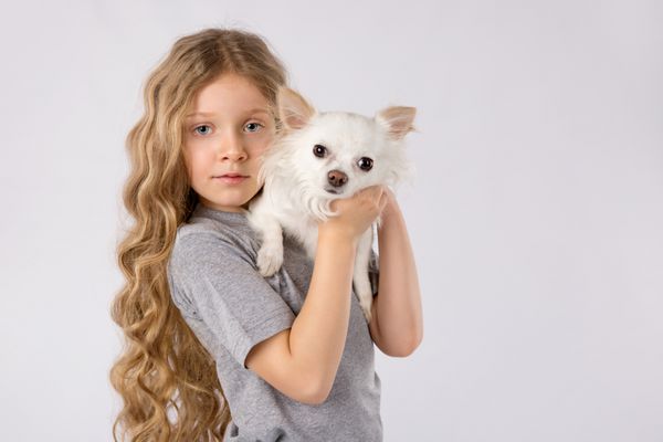 دختر کوچک با سگ سفید chihuahua جدا شده بر روی زمینه سفید بچه گربه دوست دختر