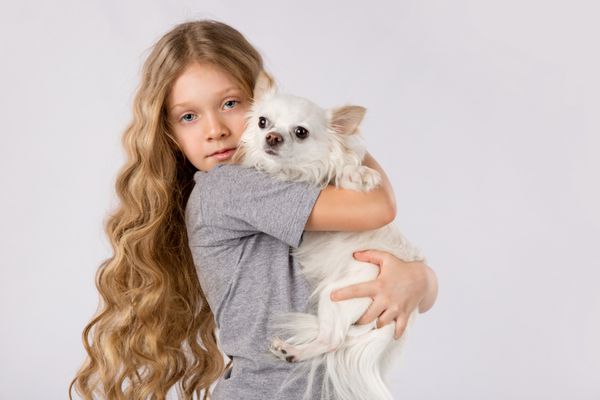 دختر کوچک با سگ سفید chihuahua جدا شده بر روی زمینه سفید بچه گربه دوست دختر
