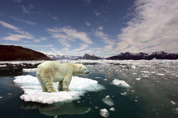 خرس قطبی و گرم شدن کره زمین