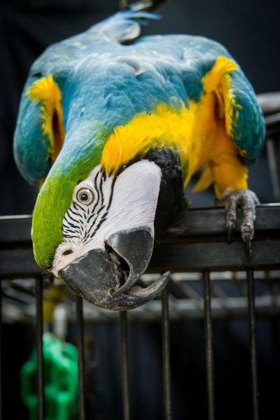 آبی و طلای Macaw