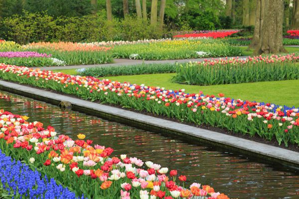 مزرعه گل های زیبا در هلند