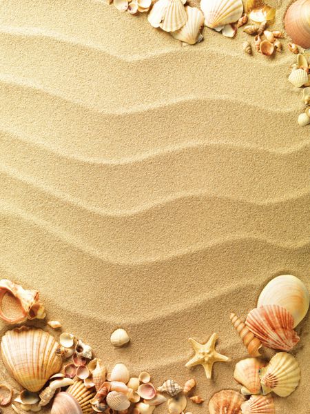 پوسته های دریایی با شن و ماسه به عنوان پس زمینه