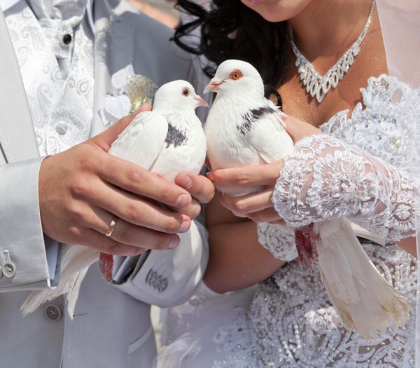 کبوتر عروسی در دست داماد و عروس