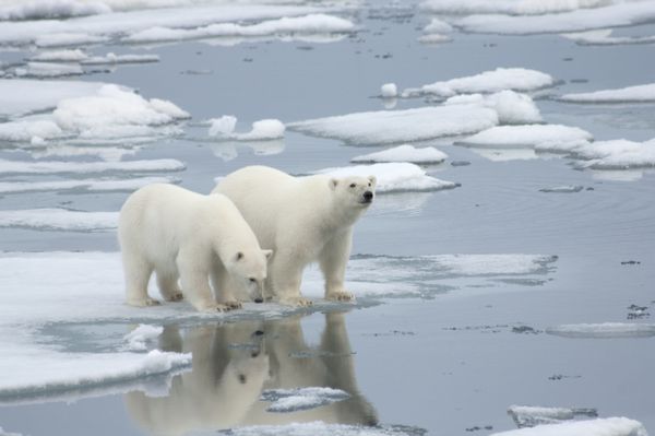 خرس قطبی زن با گرگ سال نو