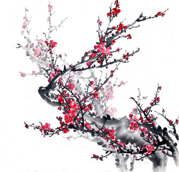 شکوفه آلو در نقاشی چینی سنتی پس زمینه سفید