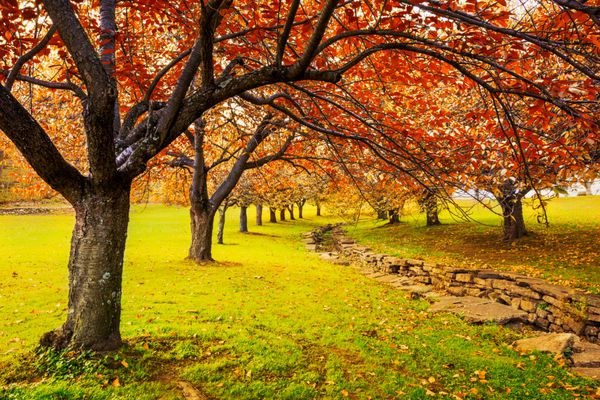 پاییز در پارک هرد دوور نیوجرسی با شاخ و برگ پاییز روی درختان گیلاس