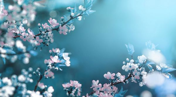 بهار گل زیبا مقدمه از طبیعت شاخه های زردآلو شاهديد ماکرو با نرم تمرکز بر آرام آسمان آبی نور پس زمینه برای کارت تبریک عید پاک و بهار با رونوشت فضای
