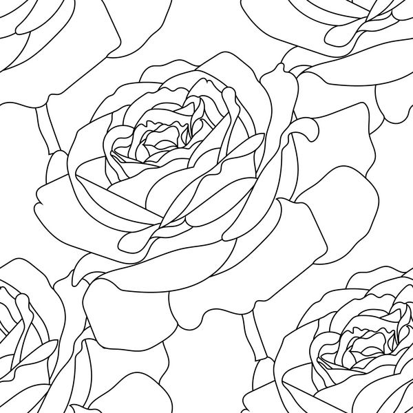 الگو نقاشی گل رز در پس زمینه سفیدبا طراحی خطوط