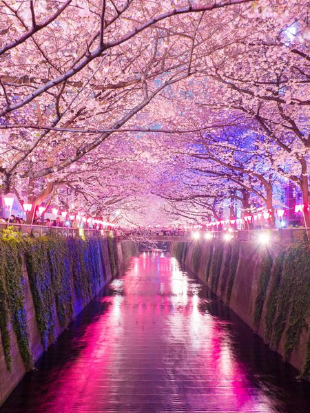 شکوفه های گیلاس در امتداد رودخانه ماگورو توکیو ژاپن
