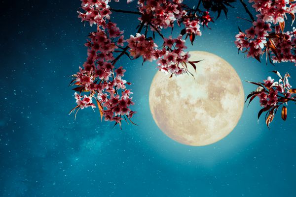صحنه شب عاشقانه شکوفه گیلاس زیبا گل ساکورا در آسمان شب با ماه کامل آثار هنری سبک یکپارچهسازی با سیستمعامل با تن رنگ پرنعمت