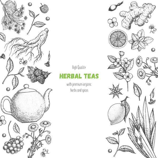 چای فروشگاه تصویر بردار طراحی با مواد گیاهی چای را بردار مجموعه مواد غذایی سالم و نوشیدنی مجموعه طرح دست کشیده قاب سبک حکاکی