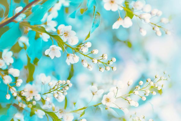 پس زمینه گل بهار تمرکز نرم شاخه های شکوفا پرنده-گیلاس Prunus padus در فصل بهار در خارج از منزل در نقاشی های رنگین کمان پر زرق و برق دار ظریف زیبا هنری هنری پر از بهار است