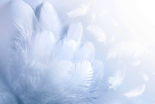 پرهای سفید پشمالو نرم نزدیک از سایه های آبی رنگ پاشنه ماکرو در زمینه سفید تمرکز نرم چکیده زمینه طبیعی طبیعی بافت پرنده پر با فضای کپی