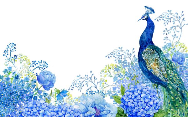 تصویر کارت پستال پرنده ای بزرگ و دست watercolor گل peacock آبی نقاشی