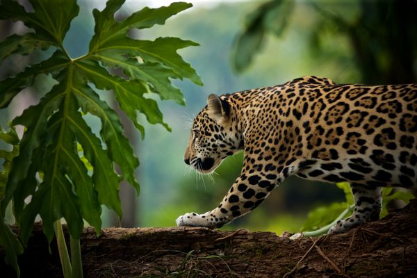 جگوار Panthera onca بلیز