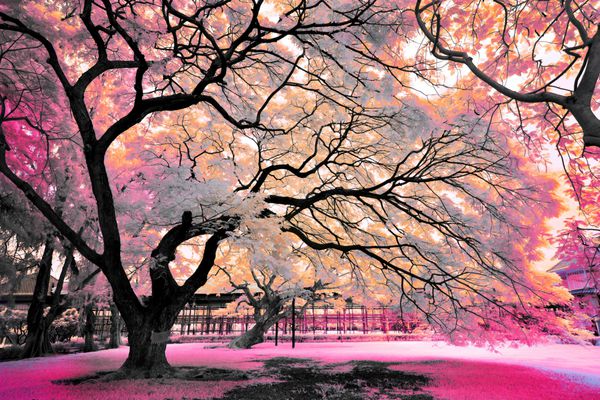 عکس از سحر و جادو شکوفه درخت پنجه در پارک روند عکاسی مادون قرمز شبیه سحر و جادو رویای پیشنهاد پنجه درخت در پارک