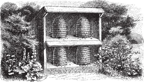 تصویر زنبور عسل محصول پر زرق و برق از Brockhaus Konversations-Lexikon 1908