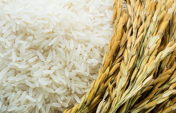 برنج دانه بلند و برنج