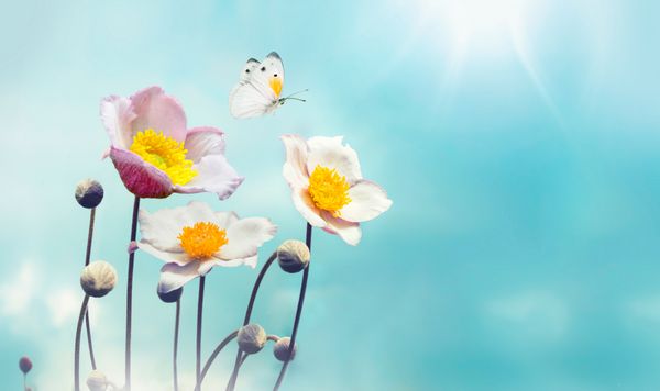 پس زمینه رنگارنگ گل بهار شقایقهای سفید و صورتی گل و پروانه اهتزاز علیه آسمان آبی ماکرو فضای خالی برای متن