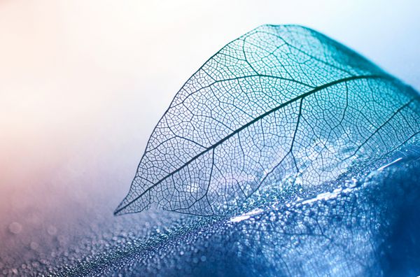 برگ اسکلت شفاف با بافت زیبا در پس زمینه آبی و صورتی شیشه با آب براق ماکرو نزدیک قطره روشن بیانی هنری تصویر طبیعت فضای آزاد
