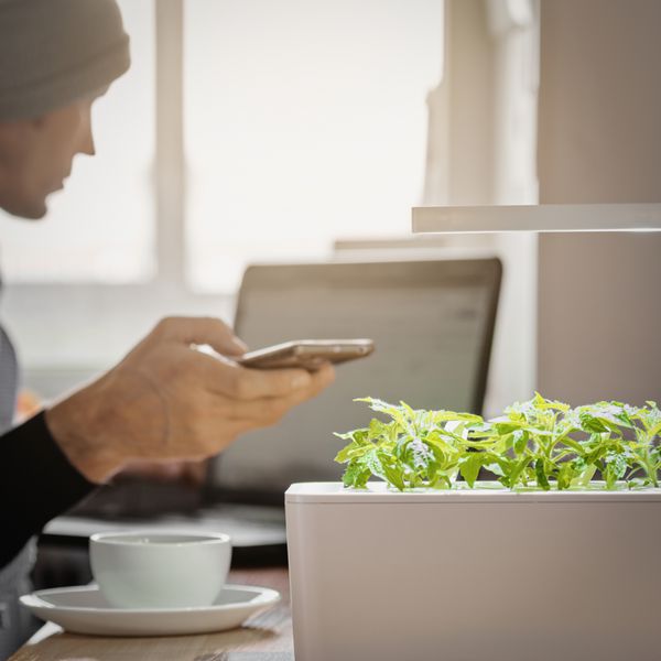 انسان با استفاده از راه دور هوشمند برای کنترل رشد گیاه در محل کار با لپ تاپ و فنجان قهوه