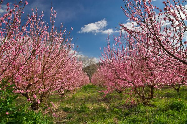 باغ باغی شکوفه بهاری گل درخت ترکیب طبیعت