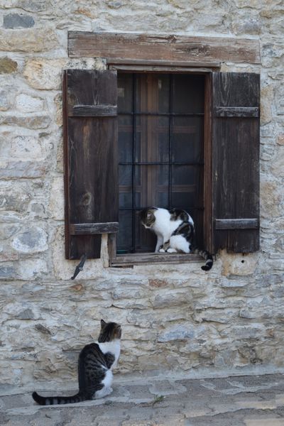دو گربه به دنبال یکدیگر هستند بچه در پنجره گربه گربه