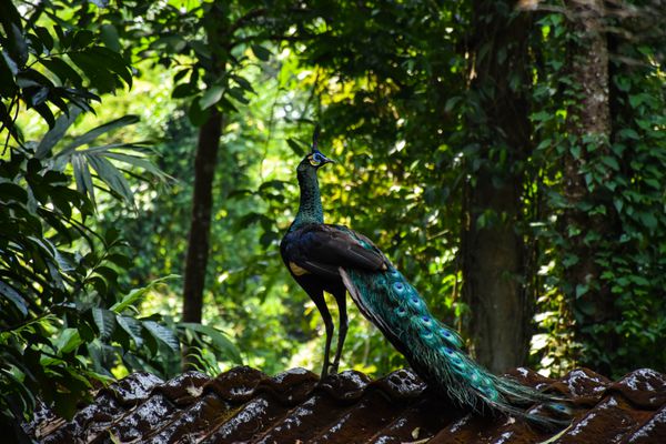طاووس شگفت انگیز در پشت بام در چانتابوری