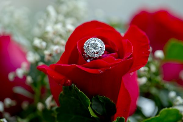 مجموعه ای از حلقه های عروسی در گل قرمز ساخته شده نزدیک