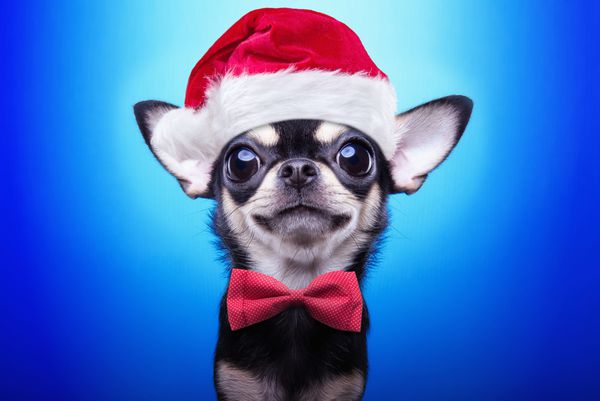 سگ هوشمند در لباس کریسمس لباس به عنوان بابا نوئل تعطیلات سال نو