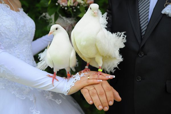 پرندگان عروسی