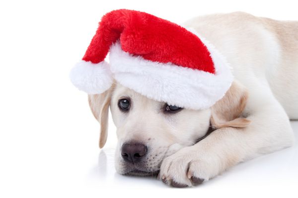 کریسمس Pet Labrador Dog حیوانات کریسمس در سانتا کلت