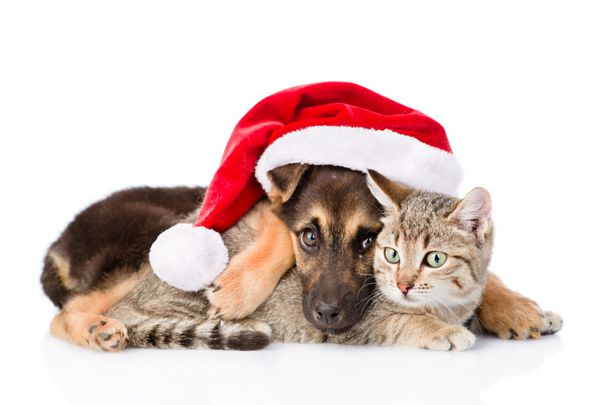 گربه و سگ با کلاه بابا نوئل جدا شده بر روی زمینه سفید