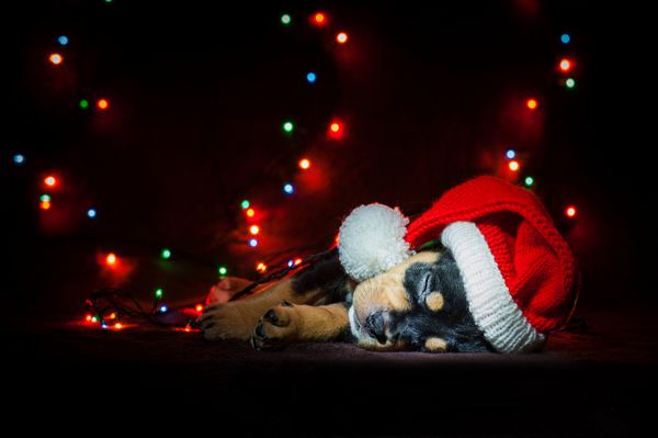 توله سگ تریر ترفند آمریکایی در یک کلاه کریسمس با پس زمینه از چراغ های درخت کریسمس