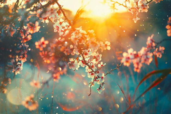 پس زمینه شکوفه بهار صحنه طبیعت زیبا با درخت شکوفهدار و تابش خورشید روز آفتابی گل های بهاری باغ زیبا پس زمینه انتزاعی خلاق بهار